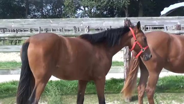 DEESSE DE BOMO ET DAME DE DYPP