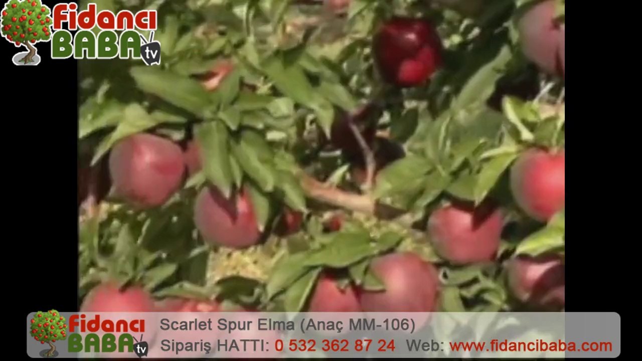 SCARLET SPUR ELMA fidanları M106