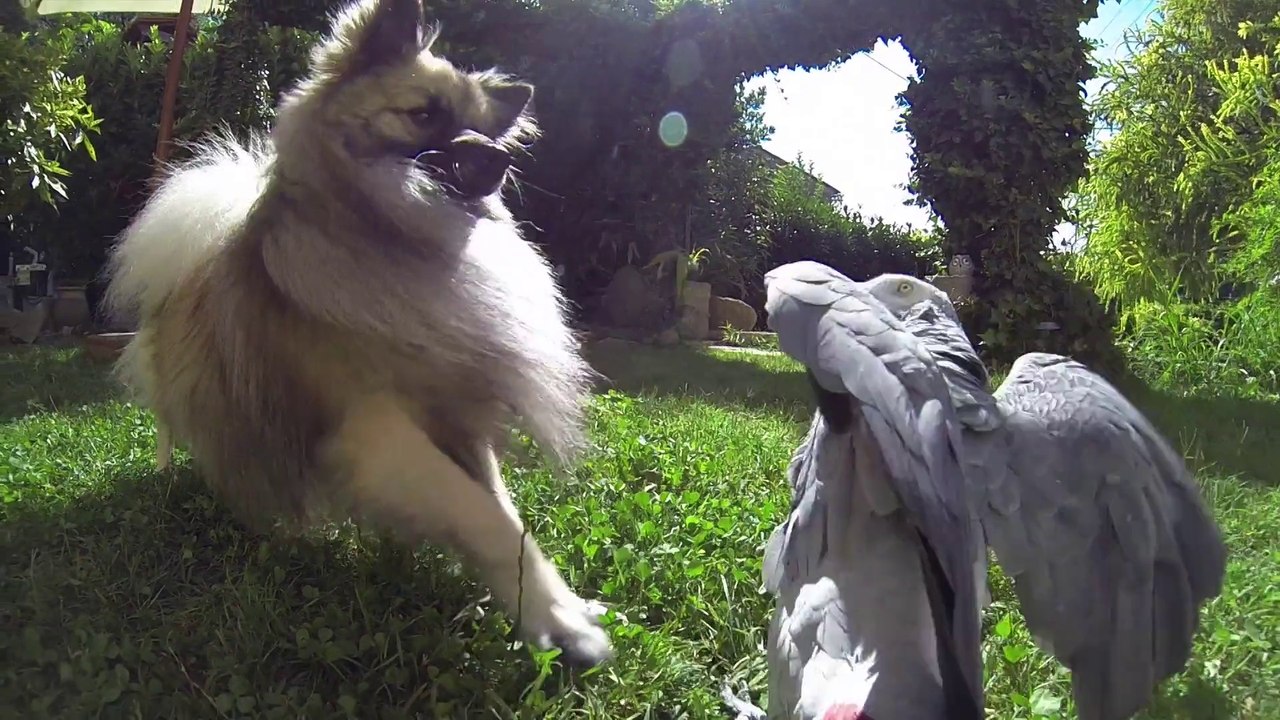 Chien et chiot spitz nain allemand - GoPro HD