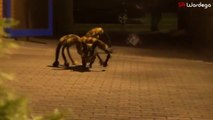 Terrified Mutant Giant Spider Dog (SA Wardega)