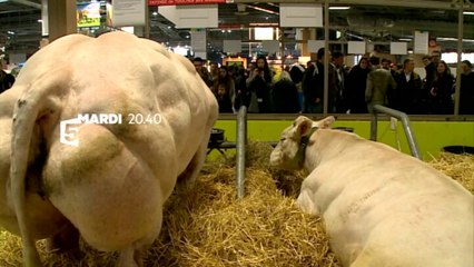 Elevage intensif : attention, danger ! : Le Monde en face - 9/09