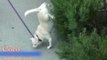 Acrobatic Dog Walks on Two Front Legs