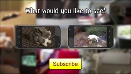 Dog Surfs Across Pool