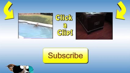 Polite Dogs Wipe Their Feet