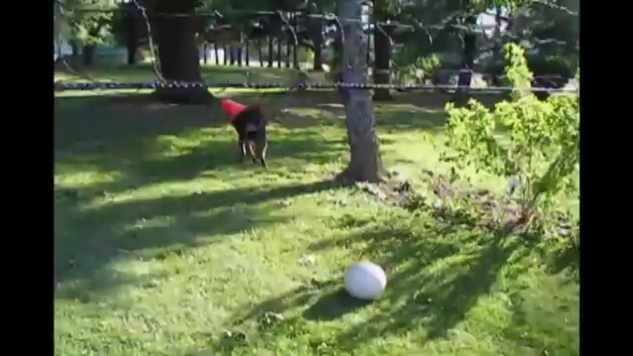 Cone Head Dog