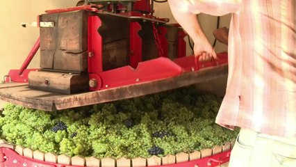 Début des vendanges en Champagne sous une météo estivale