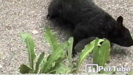 Ninja Squirrel Makes Moves