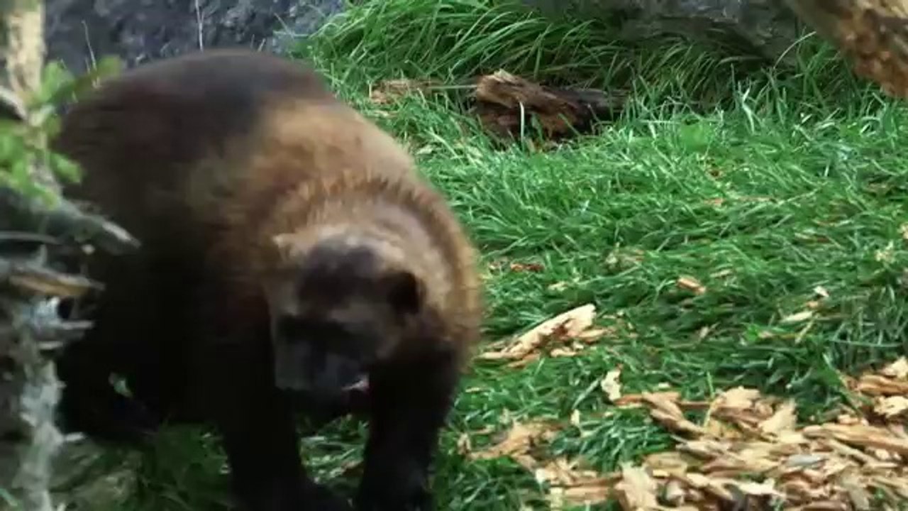 Wolverine