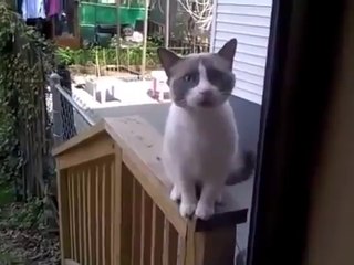 Bir Şeyler Anlatmaya Çalışan Kedi