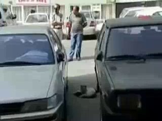 A Cat Tries To Save His Injured Friend