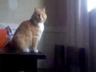Epic Cat Fail