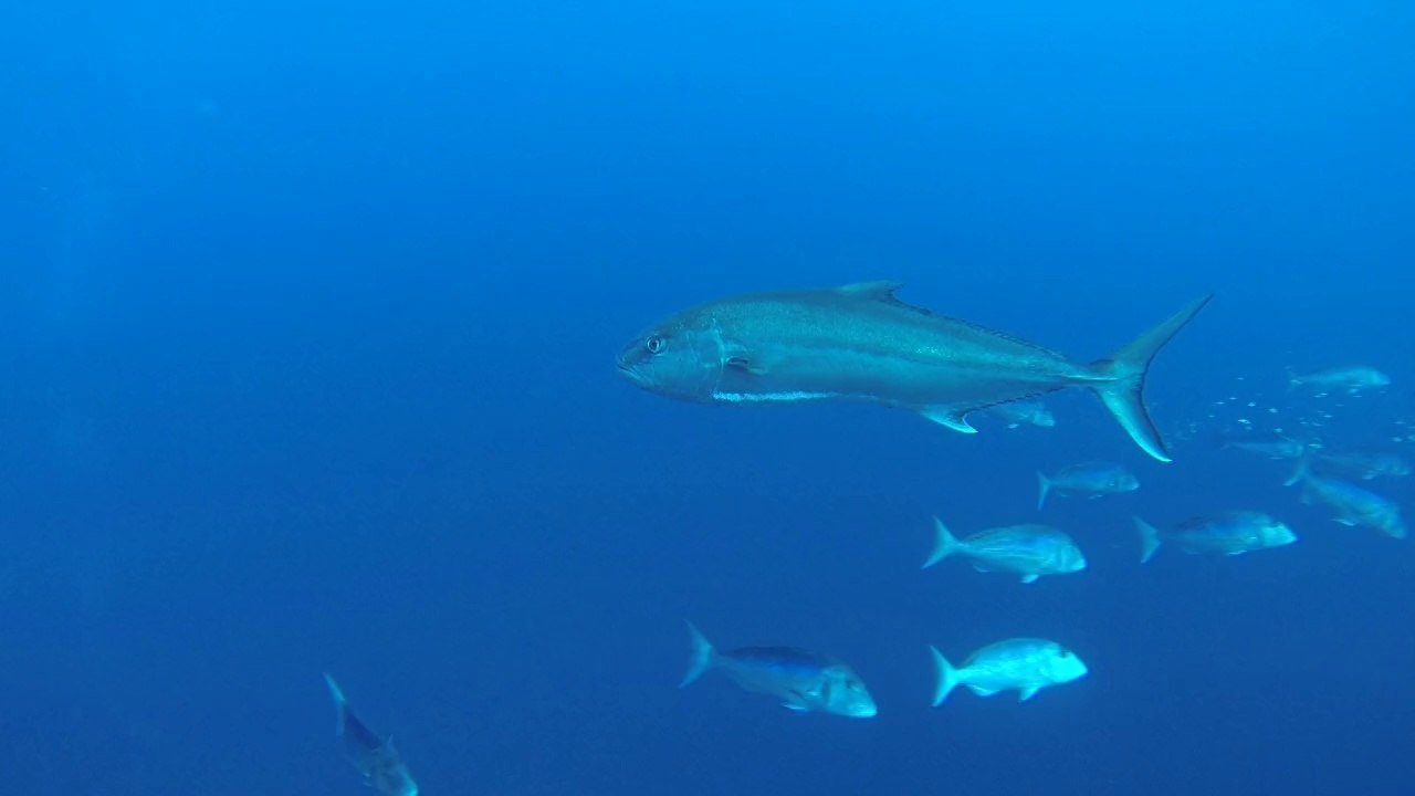 Dentis et seriole à port-cros le 6 septembre 2014