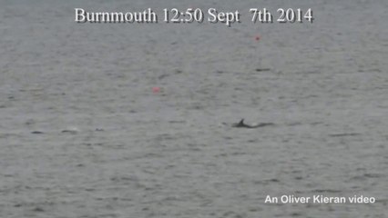 Dolphins passing Burnmouth.