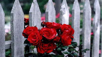 Rose Fence - 999 Đóa Hoa Hồng (PP)