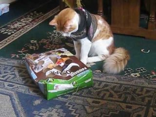 Funny Cats , Gato Chileno juega con cajita Chocapic :3