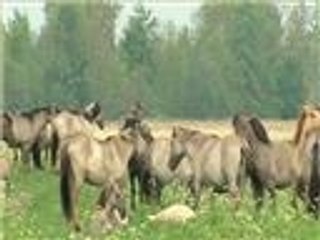 مدينة يالغافا من أبرز الأمثلة على حماية البيئة