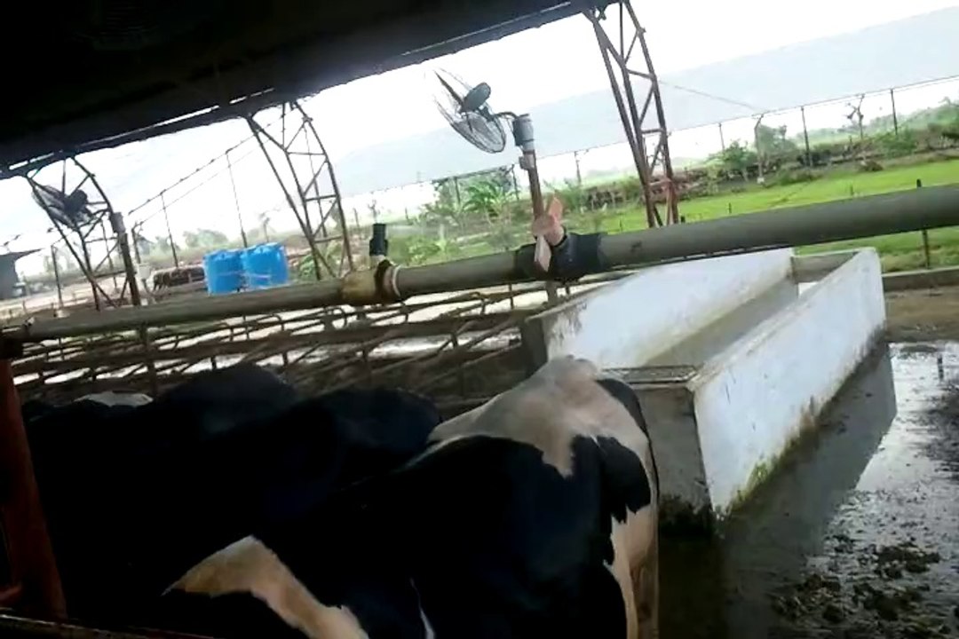 use of fan & shower mist to lower the heat stress in Holstein Frisian at dairy farm by Dr. Ans Mujtba