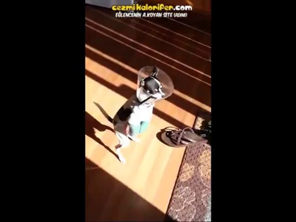 Yürümeyi ve Zıplamayı Baya Baya Çözen Köpek