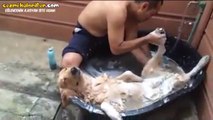 Zengin Köpeğin Spa Keyfi