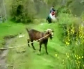 FUNNY VIDEOS - Funny Videos Involving Animals - Funny Video