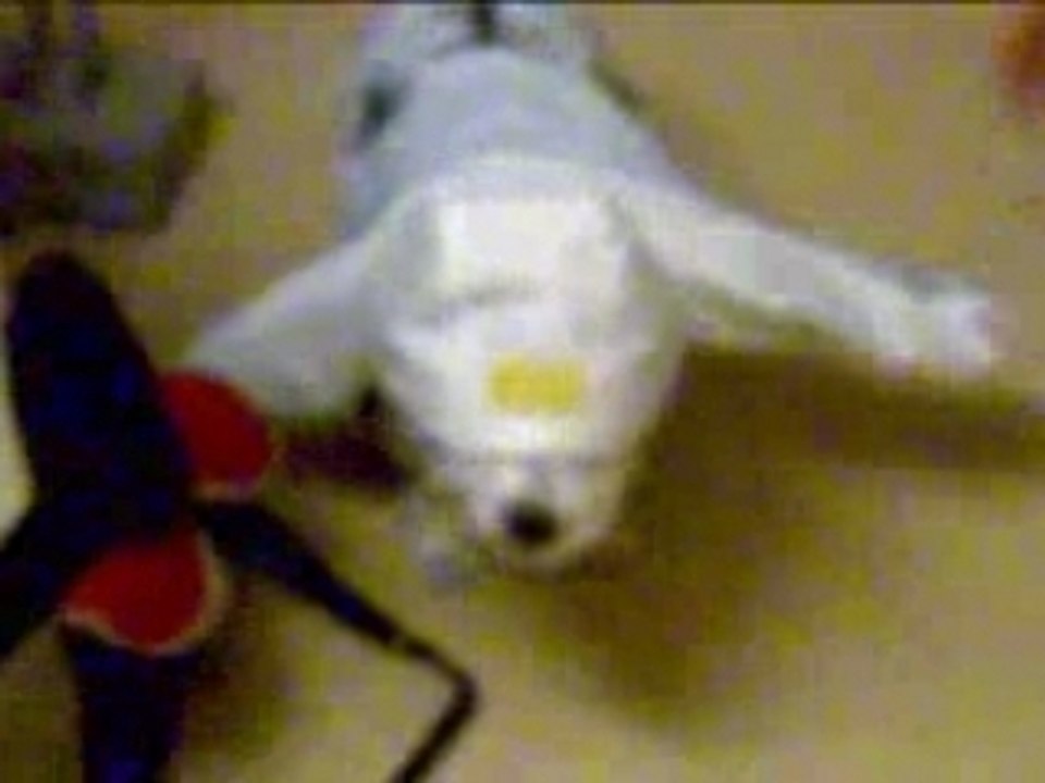 Le bichon eclaireur