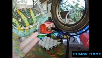 Animal Humour Compilation Funny Animals