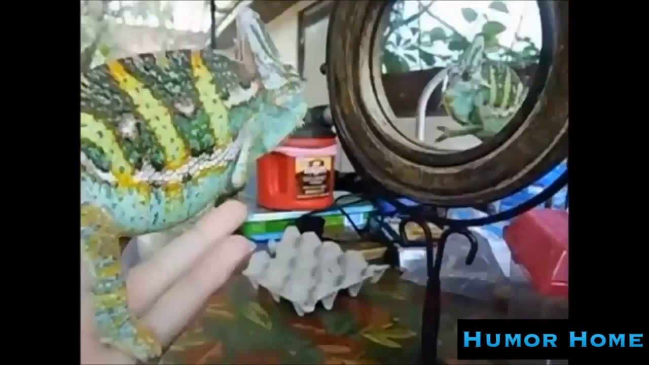 Animal Humour Compilation Funny Animals