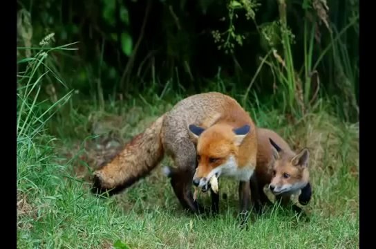 Baby Animals How to Learning names of Baby Animals for Kids and Toddlers ~ Best Funny Animals 2014