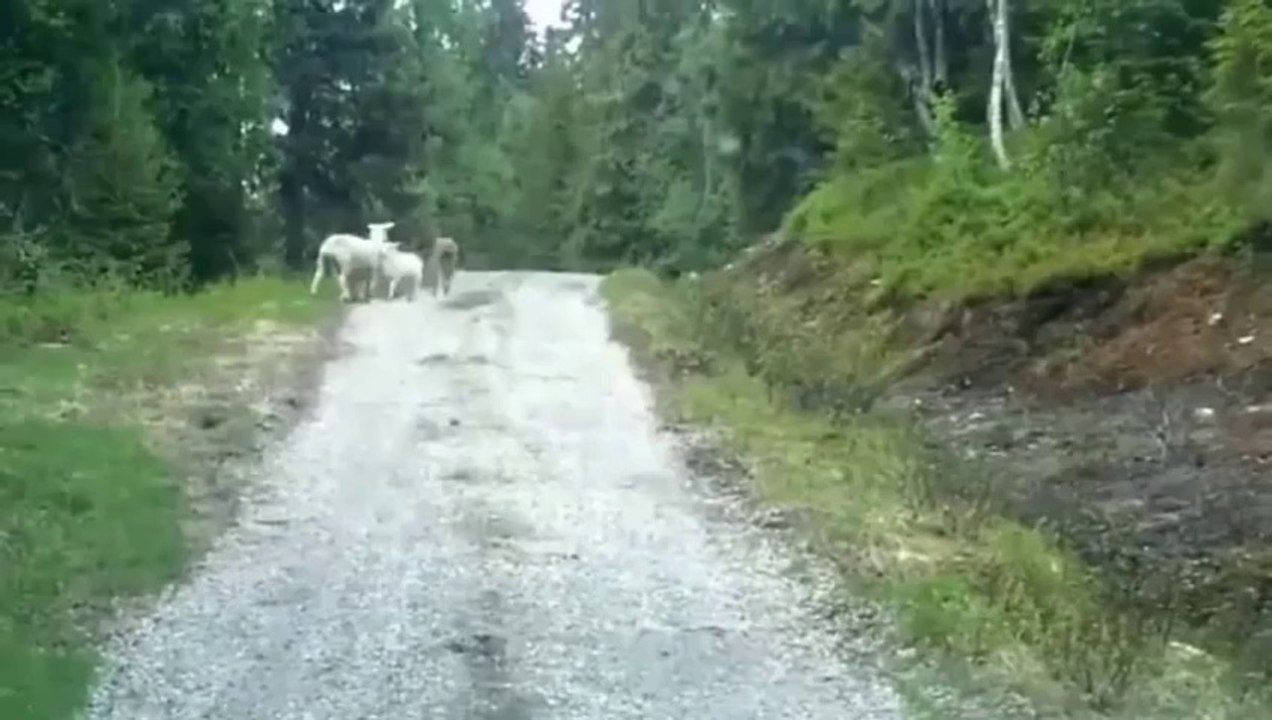 Funny Animal Compilation 2014 Mother Sheep Scares Off Wolf Funny Videos