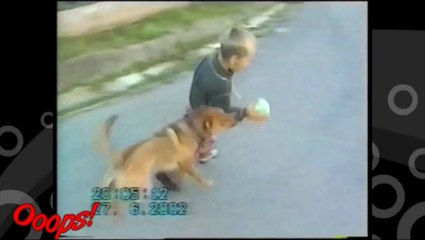 Funny Animals Funny Dog plays TAKEDOWN