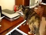 Funny animals videos, Witzige Tiere Videos, Divertidos videos de animales part 16 ~ Best Funny Ani