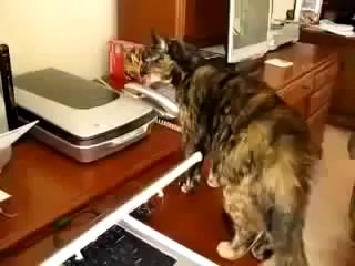 下载视频: Funny animals videos, Witzige Tiere Videos, Divertidos videos de animales part 16 ~ Best Funny Ani