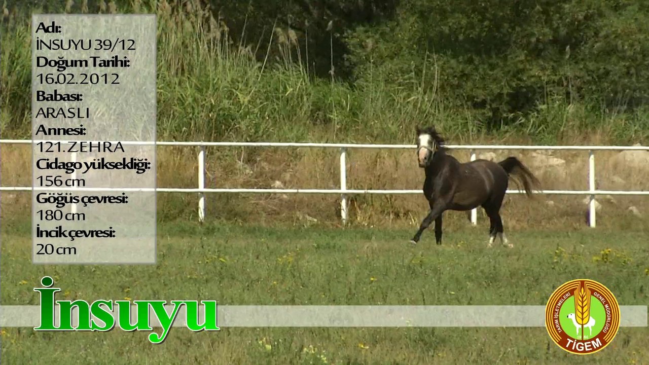 İNSUYU