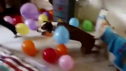 New Animal Funny Videos 2014 Dog Goes Crazy Over Balloons Funny Videos