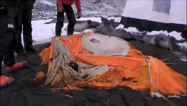 New Animal Funny Videos 2014 Tonne Elephant Seals Crush A Cameraman