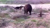 When Crazy Animals Attack Dog attacks Rabid Grizzly Bear ~ Best Funny Animals 2014
