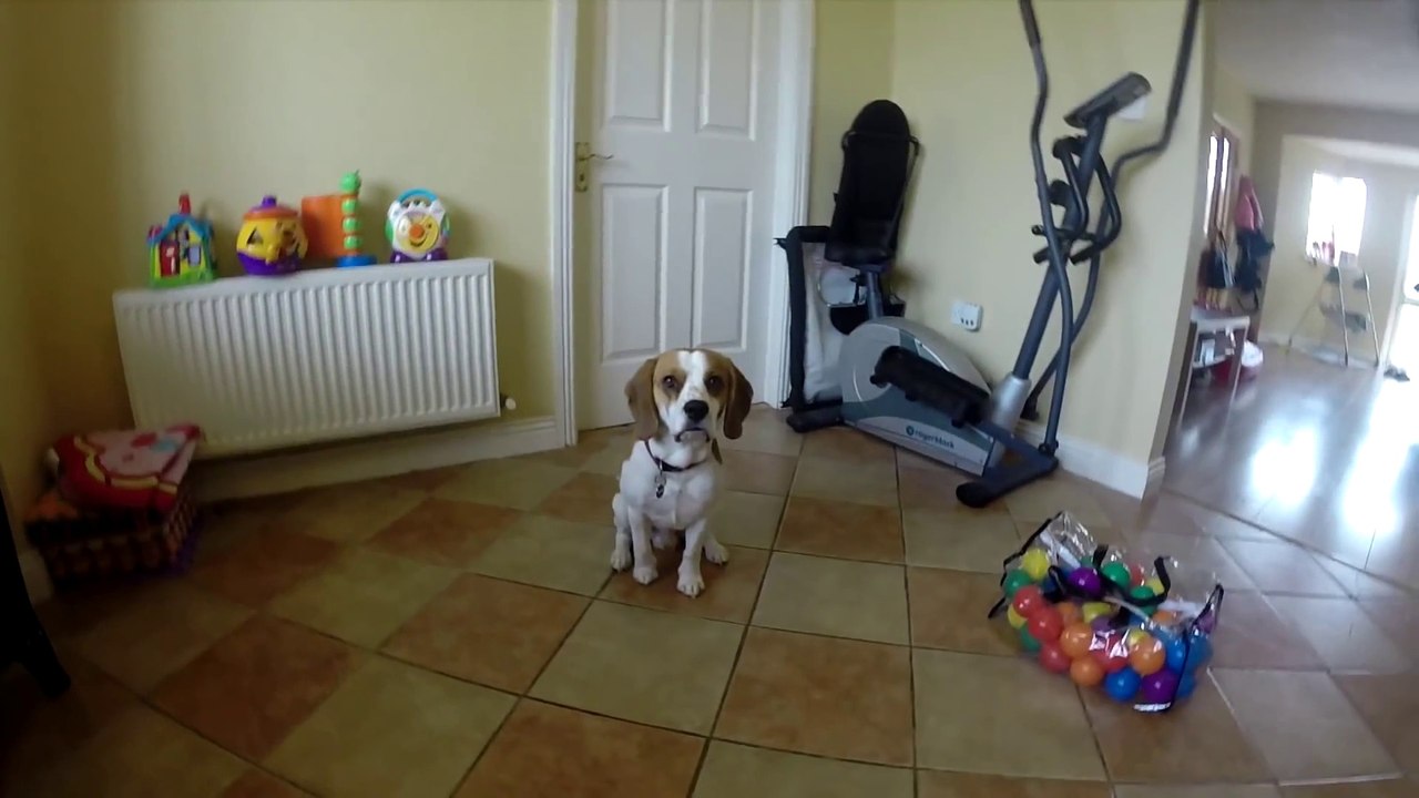 Family dog sharing its toys with new born baby! Adorable...