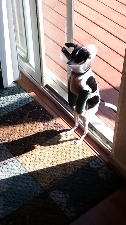 Un chien avec les pattes avant cassées marche sur ses pattes arrières!