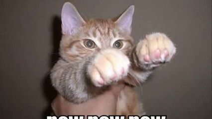 Most Funny Cats Fail Compilation Try Not To Laugh