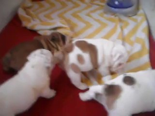 Baby's Edenbull's 35 jours ... nés le 2 août 2014 ...