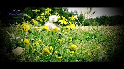 Dünyanın Bütün Çiçekleri Şiiri