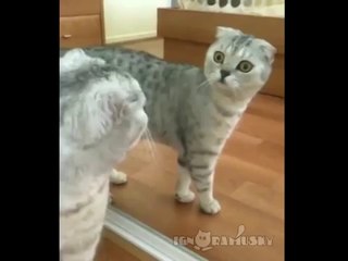Chat qui se voit dans le miroir pour la première fois