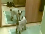Chat énervé lorsqu'il se voit dans le miroir
