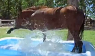 Un cheval s'amuse dans une piscine gonflable !