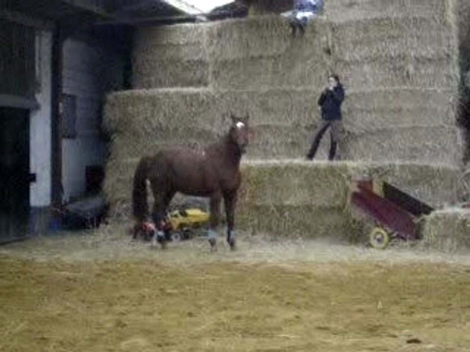 le fauve
