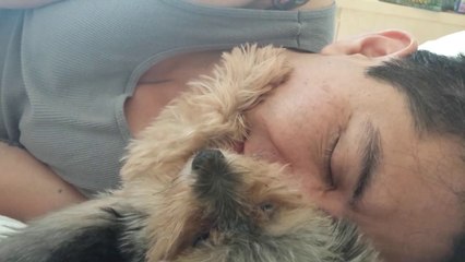 Lo Yorkshire che accarezza il suo umano