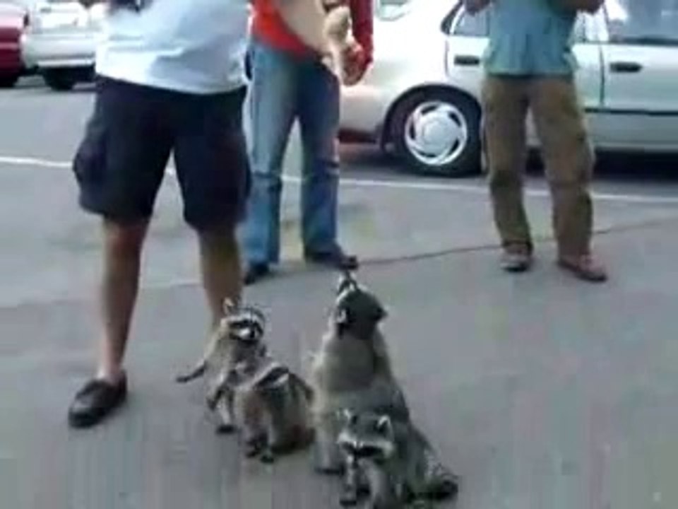 Raccoon begging food in city for FAIL Compilation 2013 [HD+] ЛУЧШИЕ ПРИКОЛЫ 2013 FUNNY ACCIDENTS