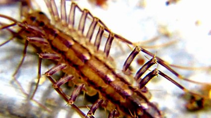 Monster Bug wars.Tiny Bug attacking Centipede Alive