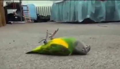 Vurulma Numarası Yapan Taklitçi Kuş :)