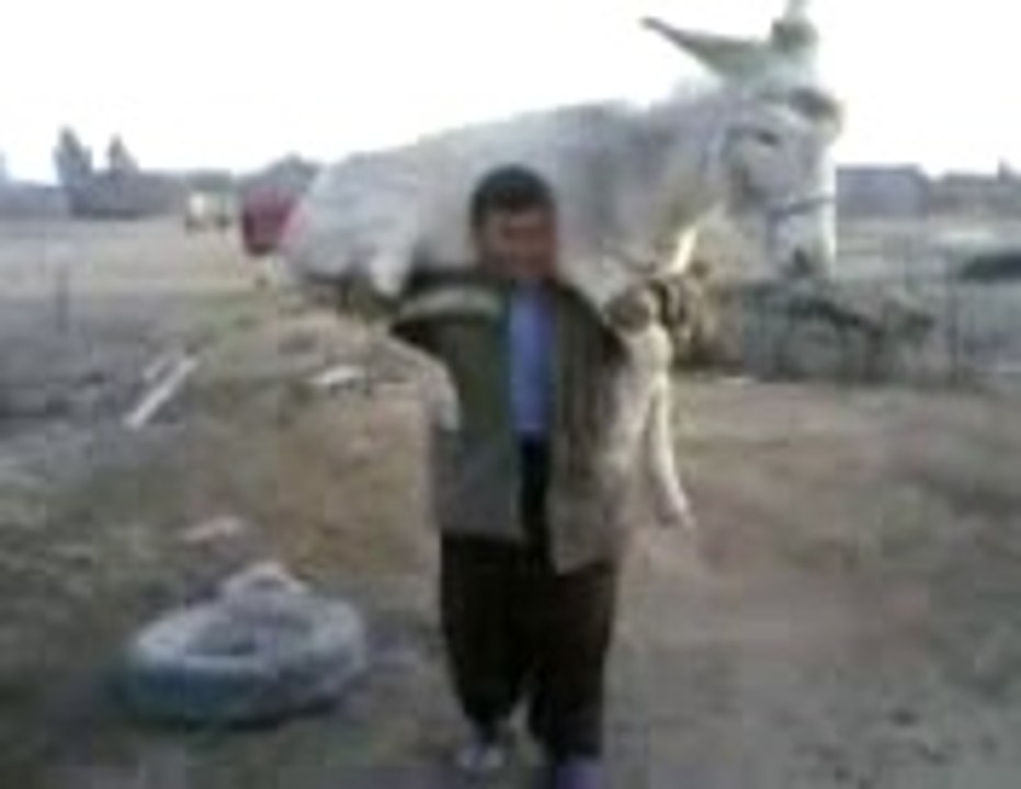 Mega Funny animal love Funny Accident 2013 for FAIL Compilation 2013 [HD+] [18+] ПРИКОЛЫ 2013 FUNNY